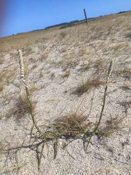 Image de Pterocaulon lorentzii Malme