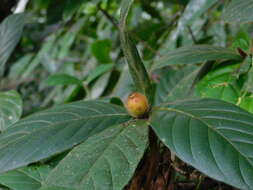 Image of Duroia costaricensis Standl.