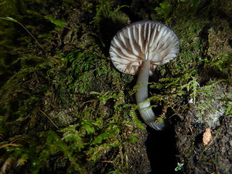 Image of Entoloma serrulatum (Fr.) Hesler 1967