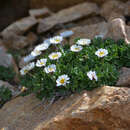 Слика од Erigeron flabellifolius Rydb.