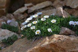 Слика од Erigeron flabellifolius Rydb.