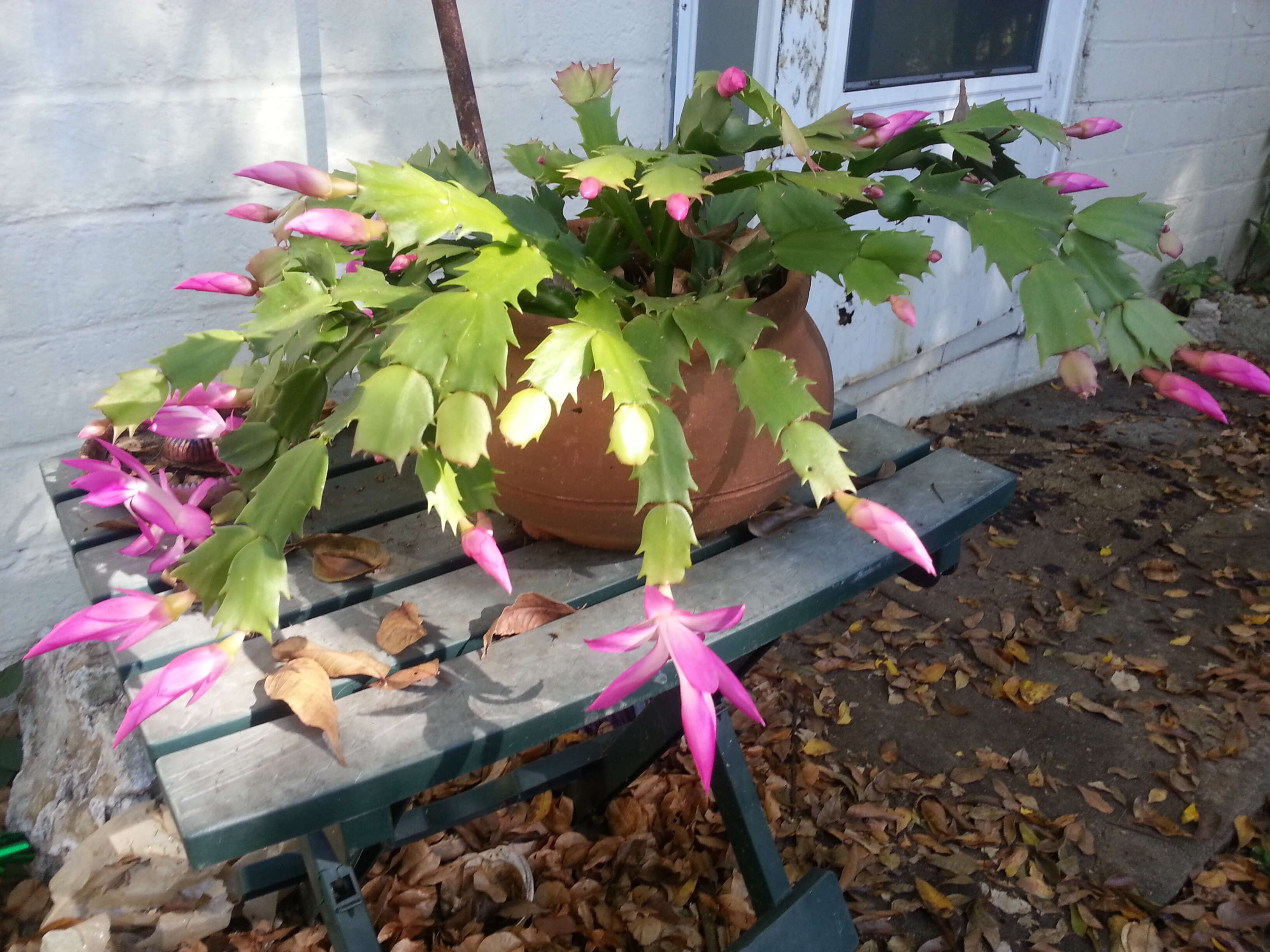 Plancia ëd Schlumbergera truncata (Haw.) Moran