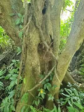 Image of dragonsblood tree