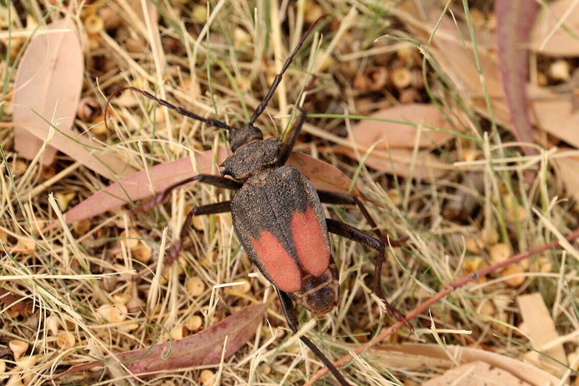 Image of Apterocaulus heterogama (Burmeister 1861)