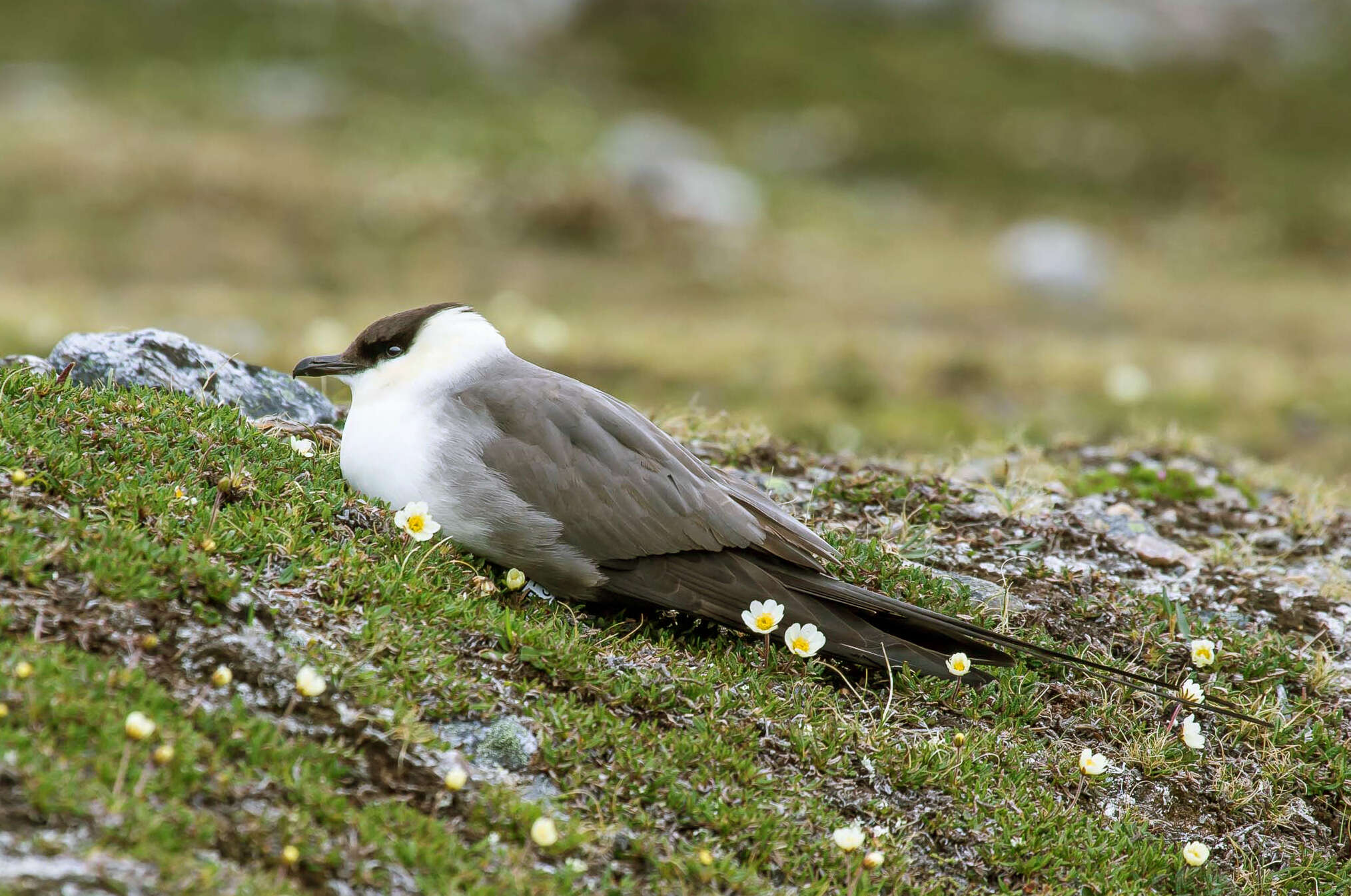 Image of Long-tailed Jaeger