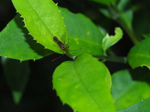 Image of Helopeltis cinchonae Mann 1907