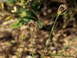 Image de Garidella unguicularis Poir.