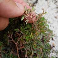 صورة Euphorbia cumulicola (Small) Oudejans