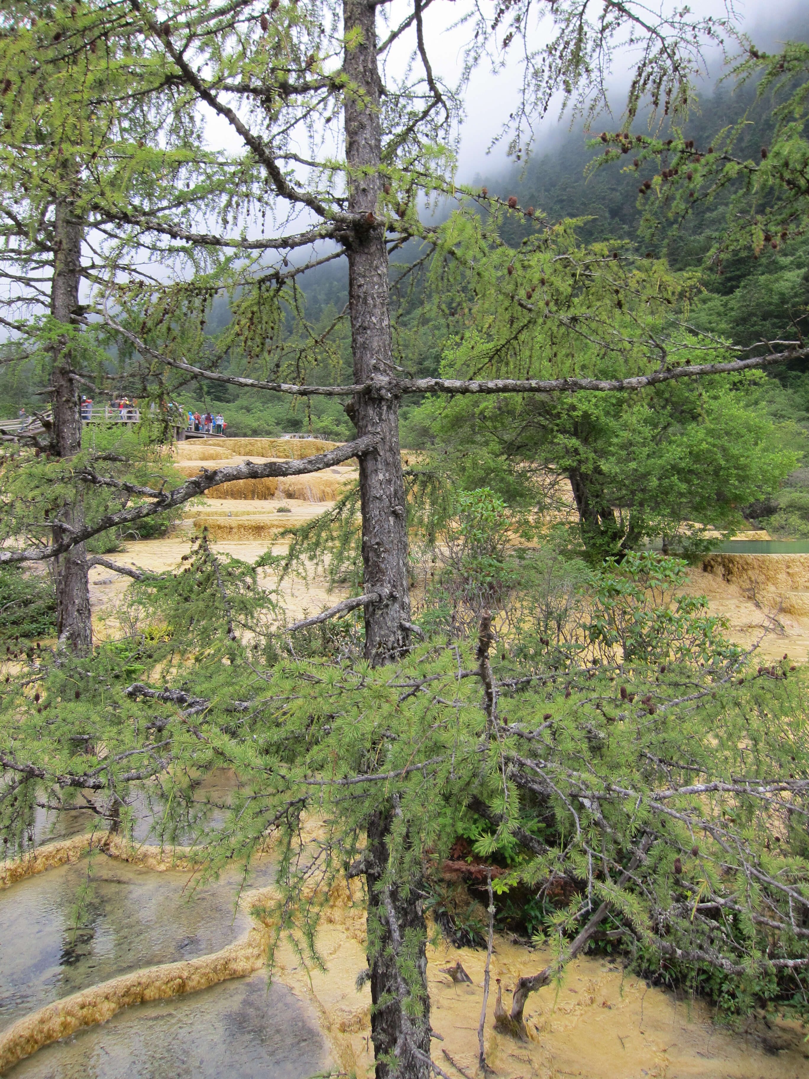 Image of Chinese Larch