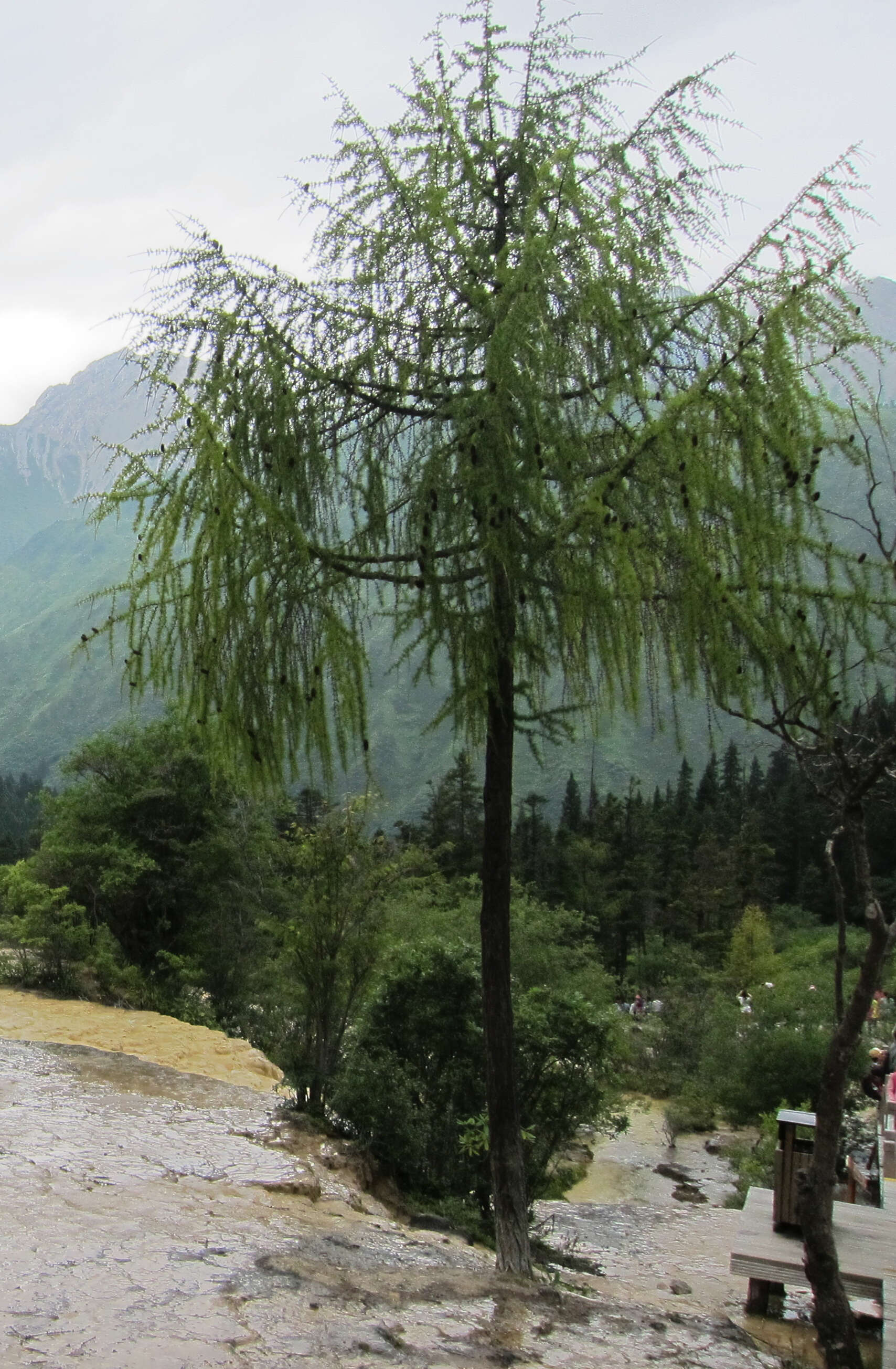 Image of Chinese Larch