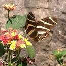 Image of Heliconius charithonia vazquezae Comstock & Brown 1950