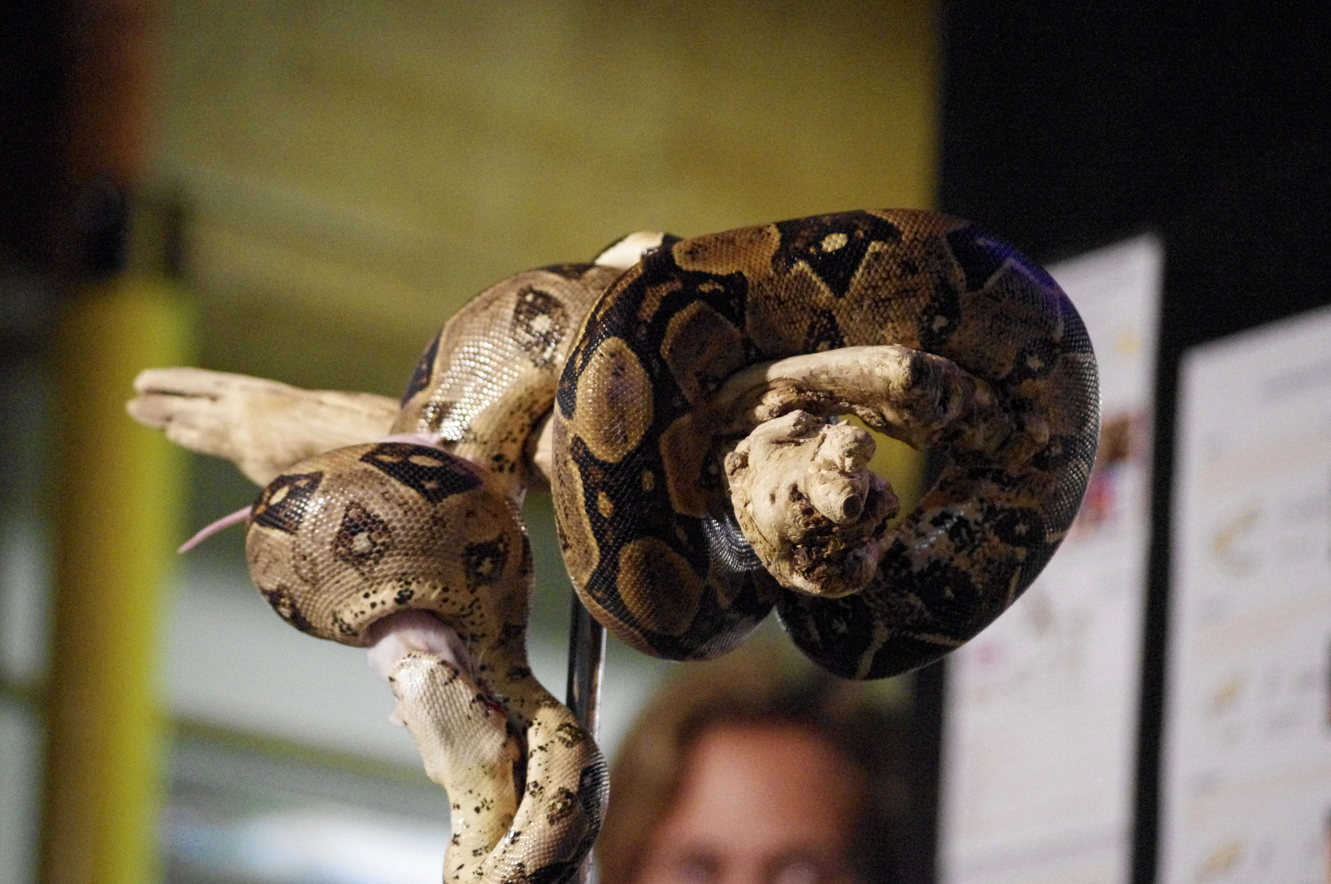 Boa constrictor Linnaeus 1758 resmi