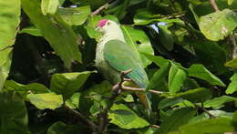 Image of Crimson-crowned Fruit Dove