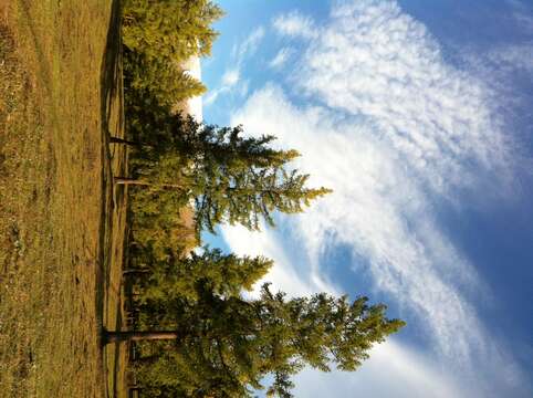 Image of Siberian Larch