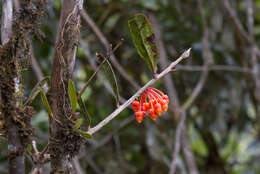 Image of Psammisia graebneriana Hørold