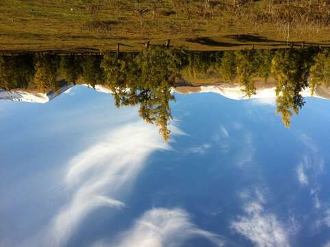 Image of Siberian Larch