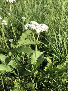 Image of wild quinine