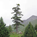 Imagem de Picea purpurea Mast.