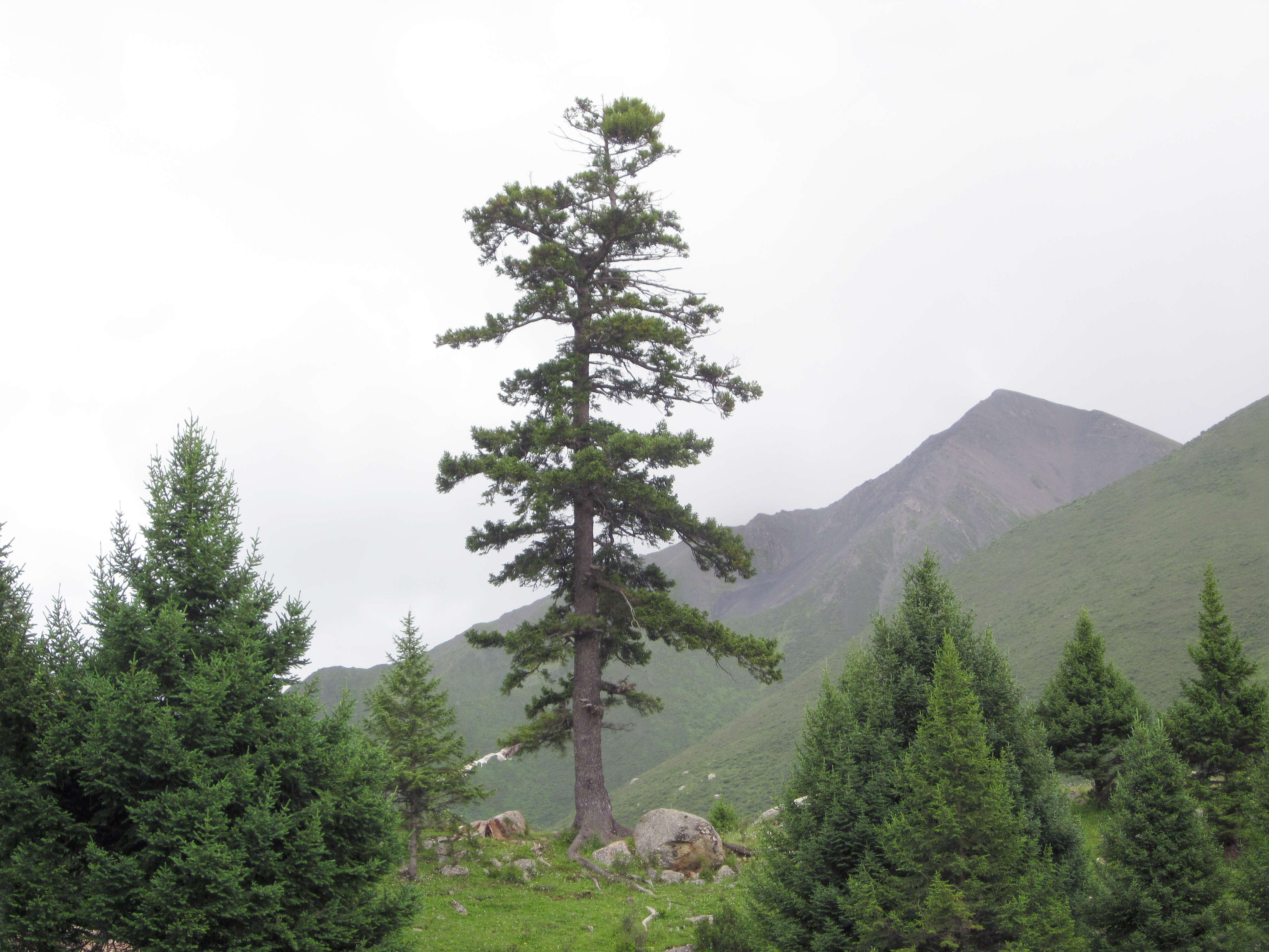 Imagem de Picea purpurea Mast.
