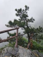 Image of Huangshan Pine