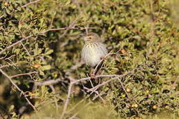 Image of Prinia maculosa psammophila Clancey 1963