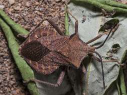 صورة Acroelytrum muricatum Mayr 1865