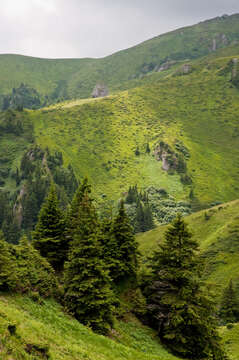 Image of Norway spruce