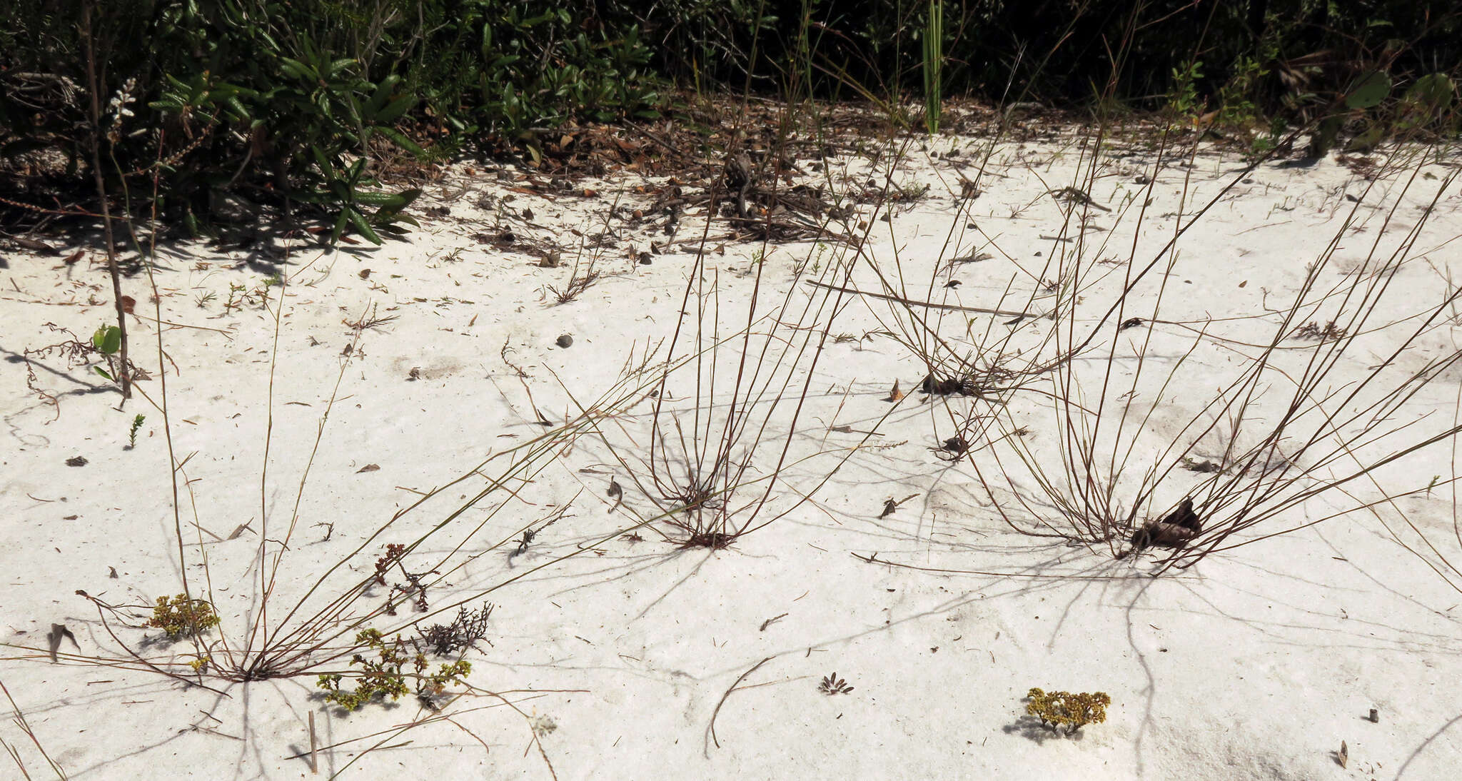 Image de Polygonella basiramia (Small) G. L. Nesom & V. M. Bates