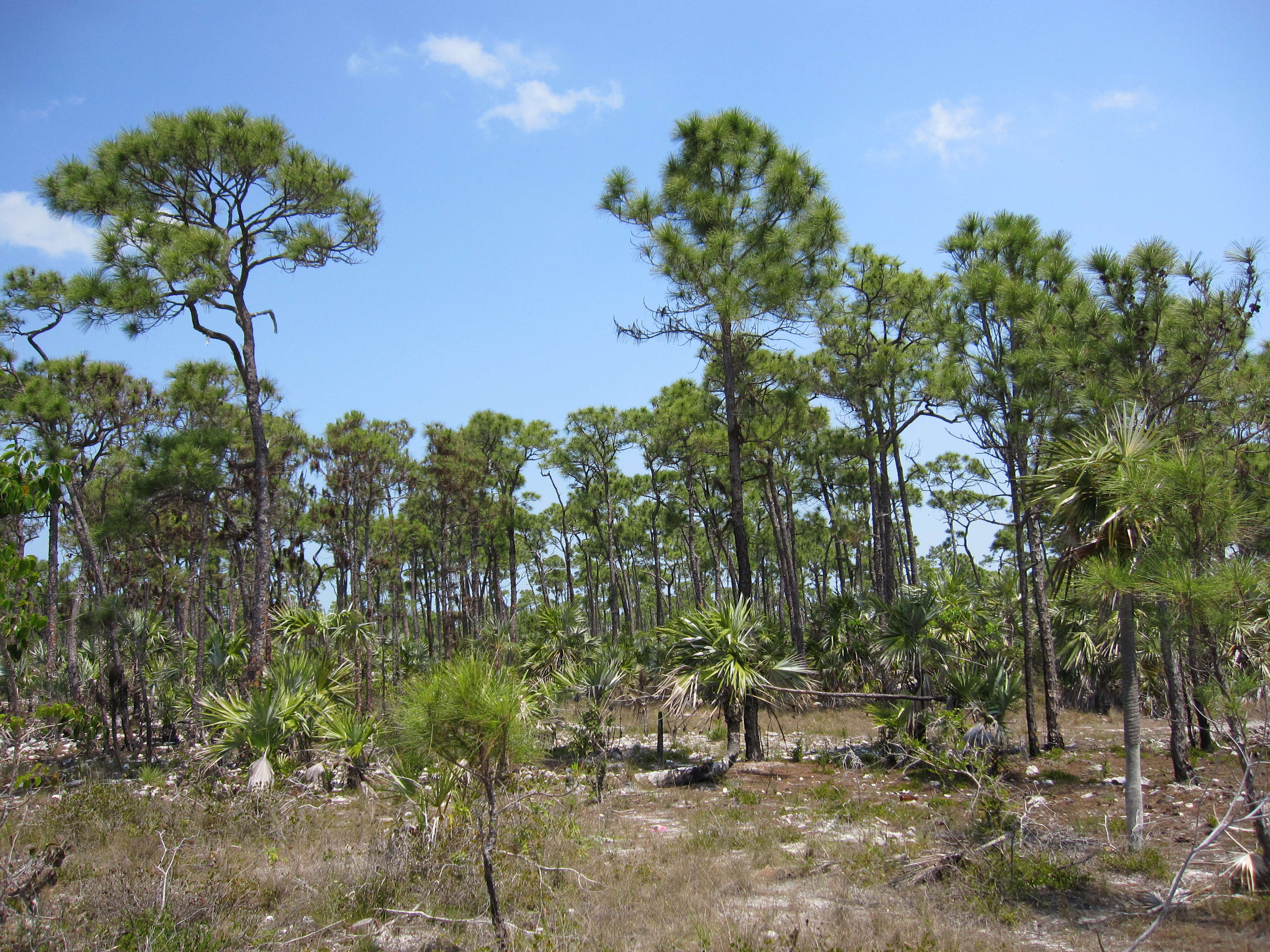 Image of Slash Pine