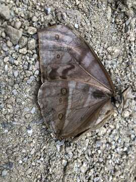 Image of Morpho aega