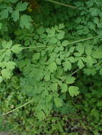 Image of Fendler's meadow-rue