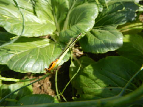 Image of Napa cabbage