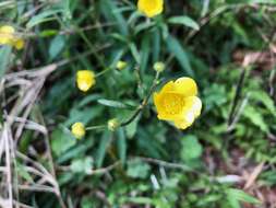 صورة Ranunculus japonicus Thunb.