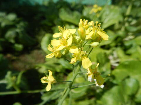 Image of Napa cabbage