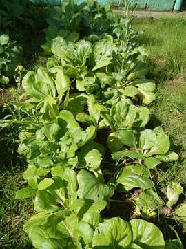 Image of Napa cabbage