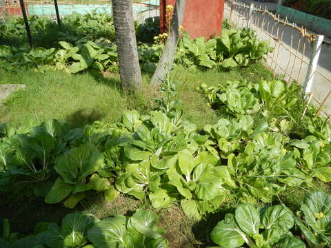 Image of Napa cabbage