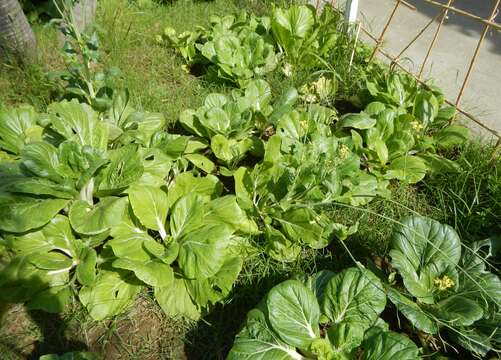 Image of Napa cabbage