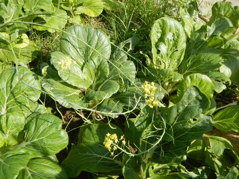 Image of Napa cabbage