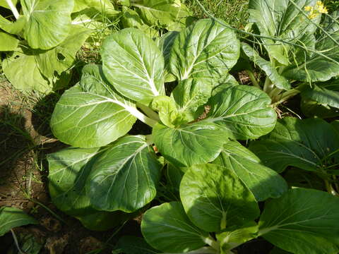 Image of Napa cabbage