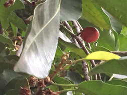 Image of Spanish cherry