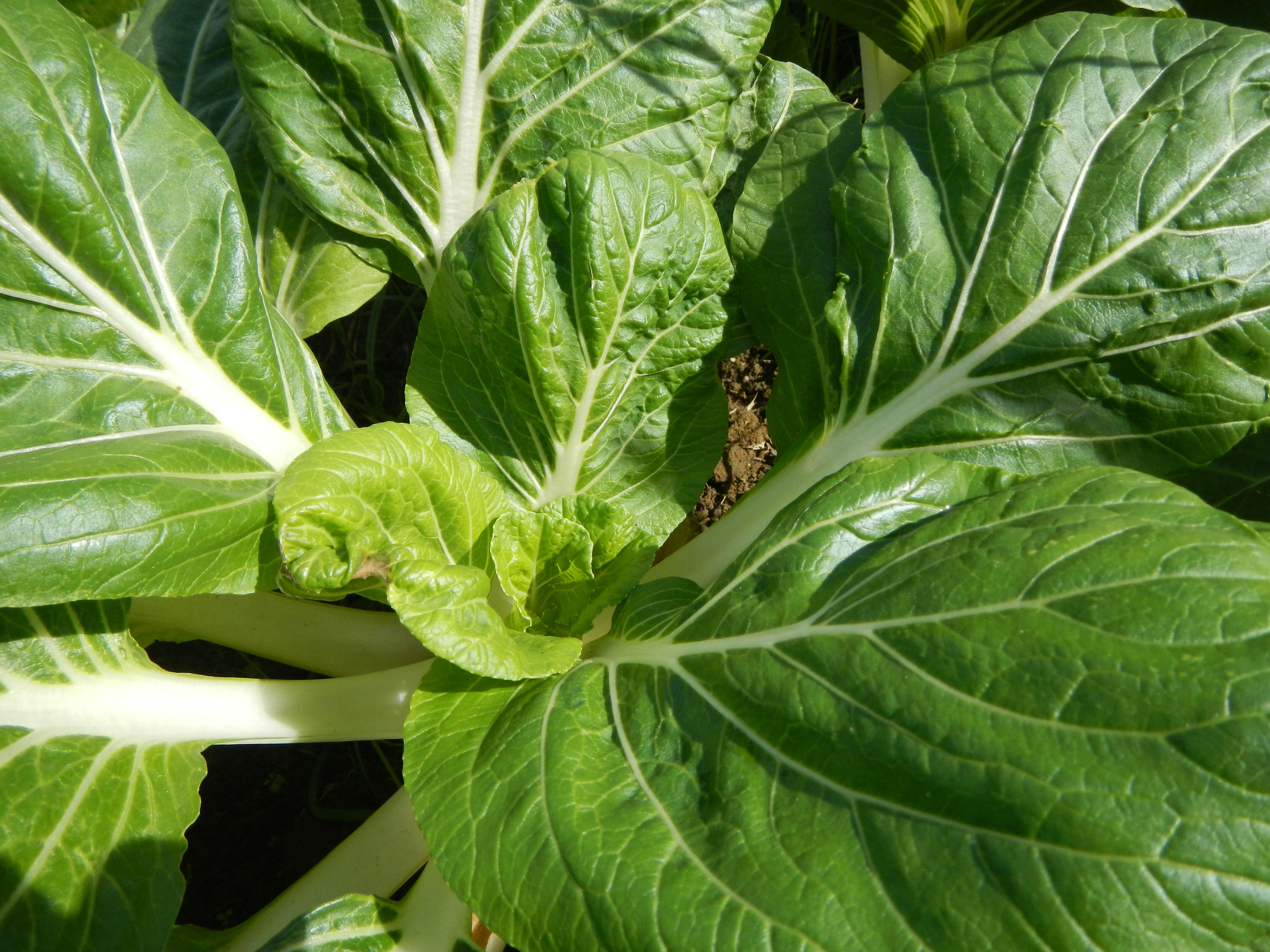 Image of Napa cabbage