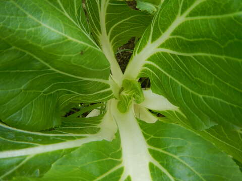 Image of Napa cabbage