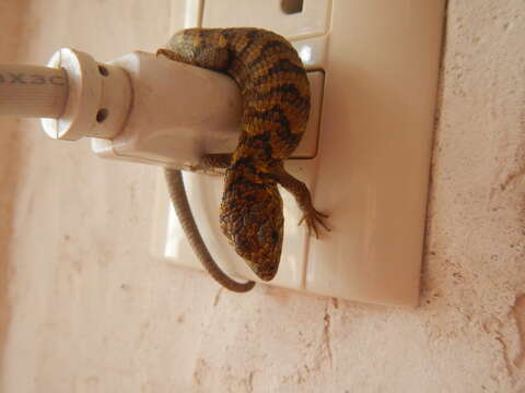 Image of Red-lipped Arboreal Alligator Lizard