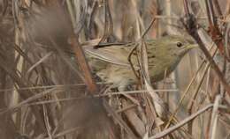 Image of Common Grasshopper Warbler