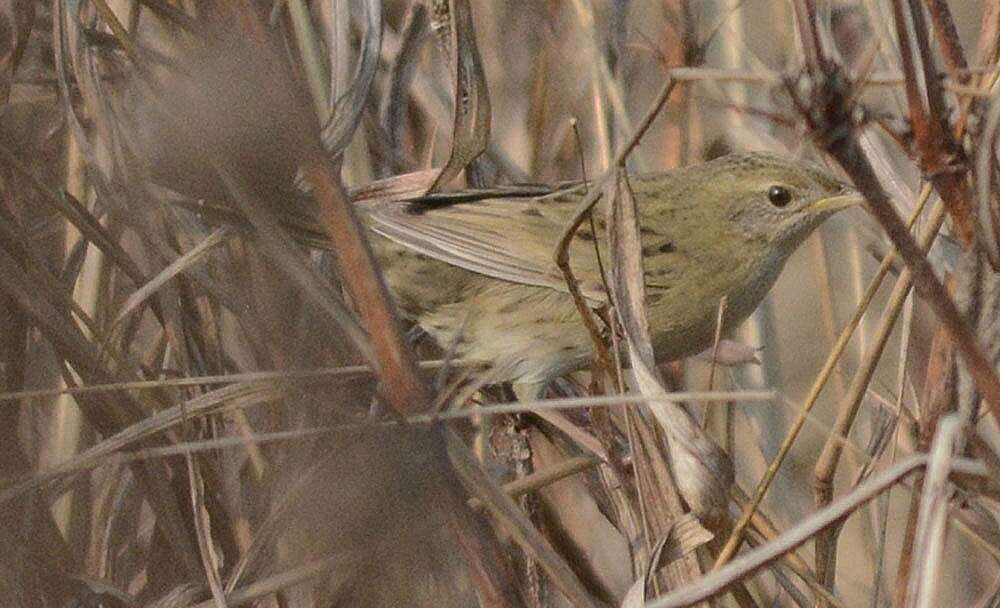 Image of Common Grasshopper Warbler