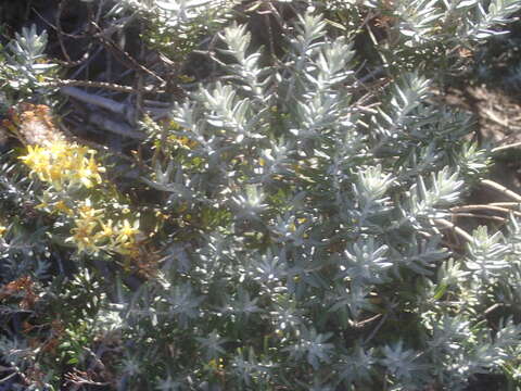 Image of Hubertia tomentosa Bory