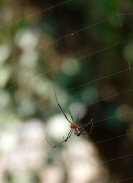 Image of Argyrodes flavescens O. Pickard-Cambridge 1880