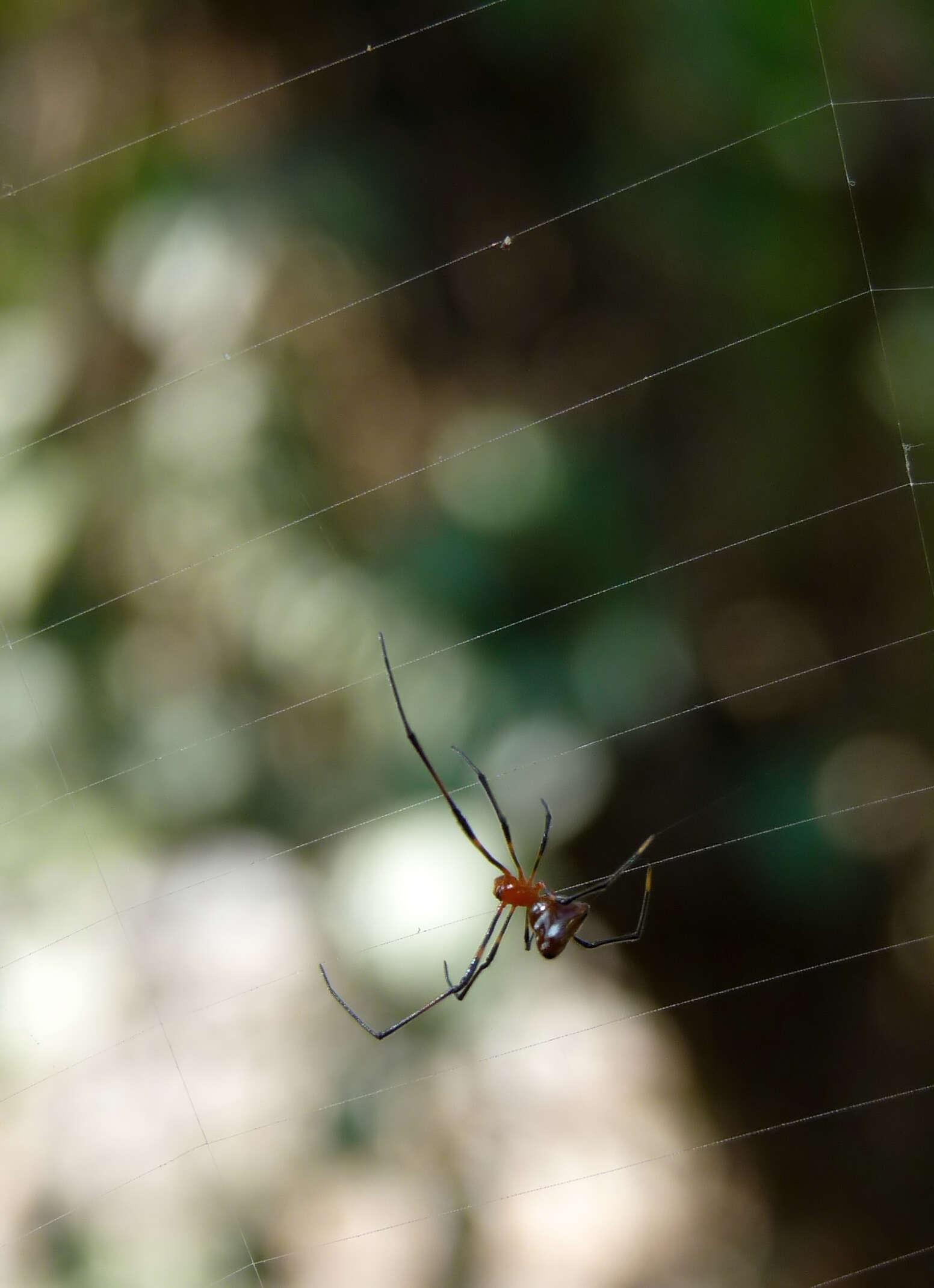 Image of Argyrodes flavescens O. Pickard-Cambridge 1880