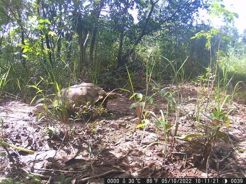 Image of spurred tortoise