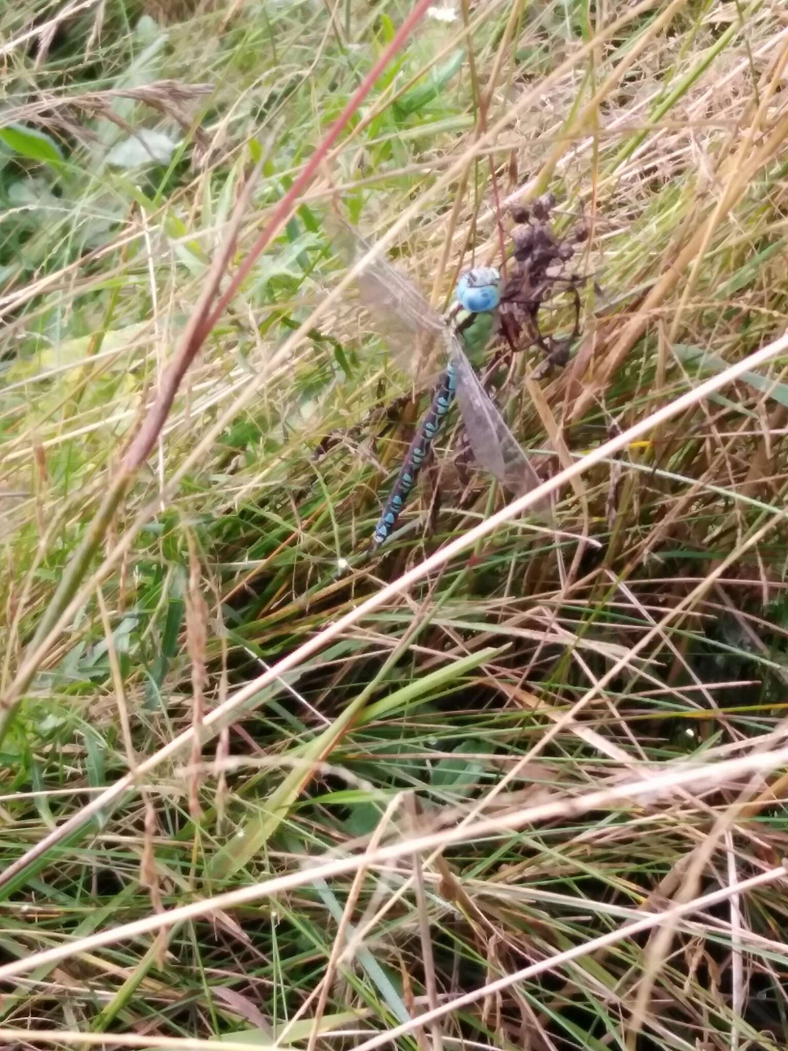 Image of Green Hawker